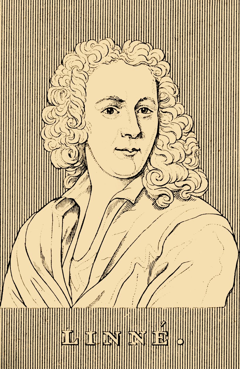 Linne, 1707-1778, 1830. av Unbekannt