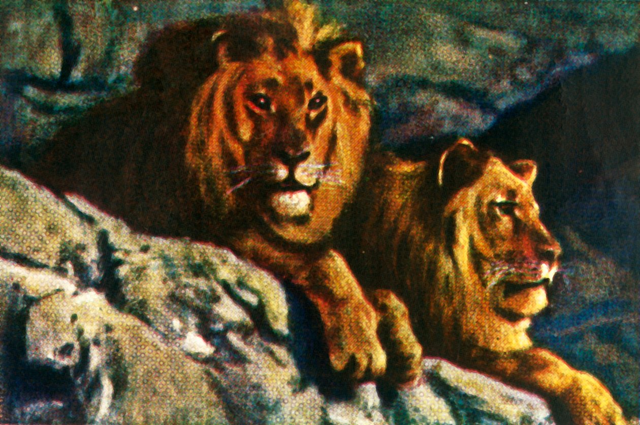Lions, c1928. av Unbekannt
