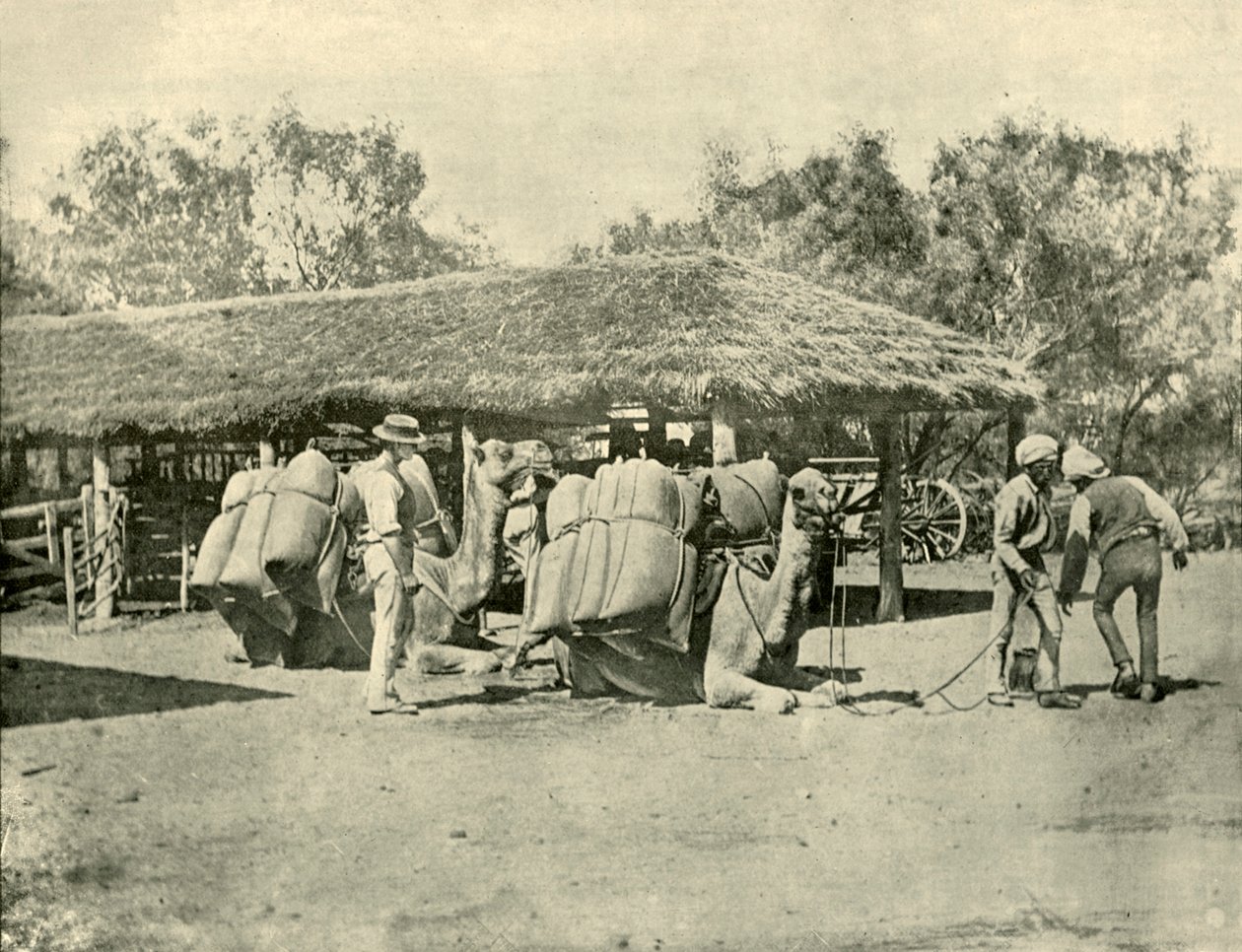 Laster kameler, på en australsk stasjon, 1901. av Unbekannt