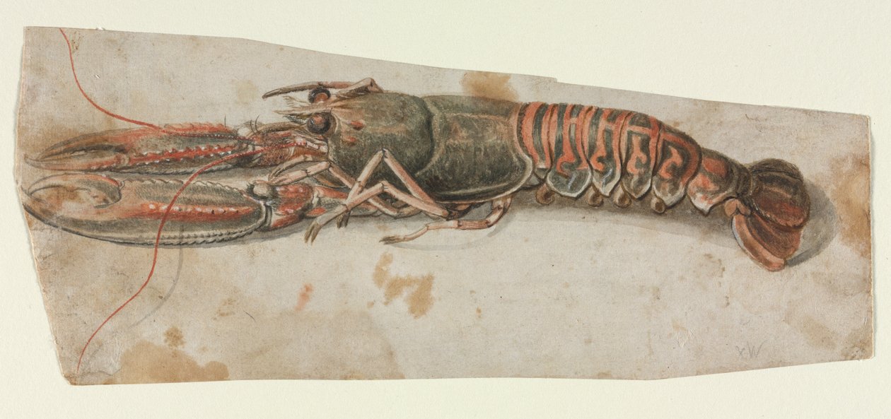 Hummer, 1600-tallet. av Unbekannt