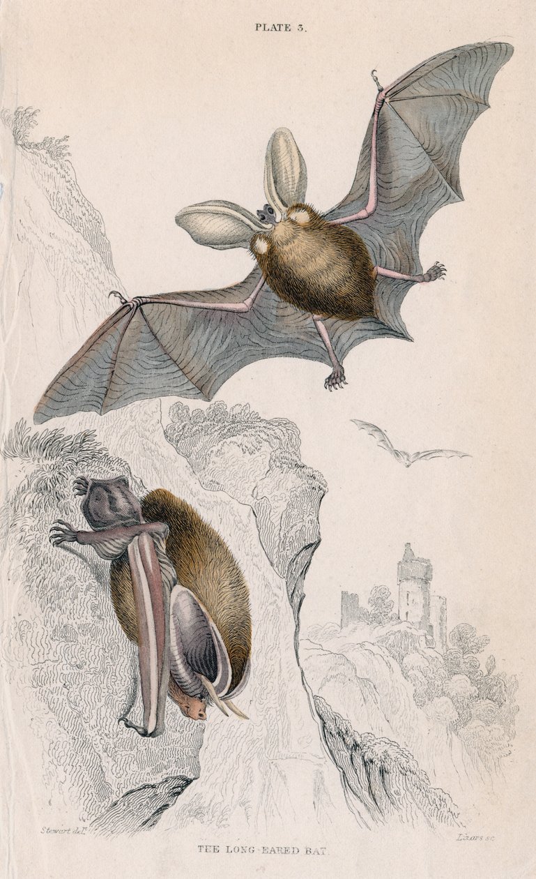 Langøret flaggermus Pectorus auritus, 1828 av Unbekannt