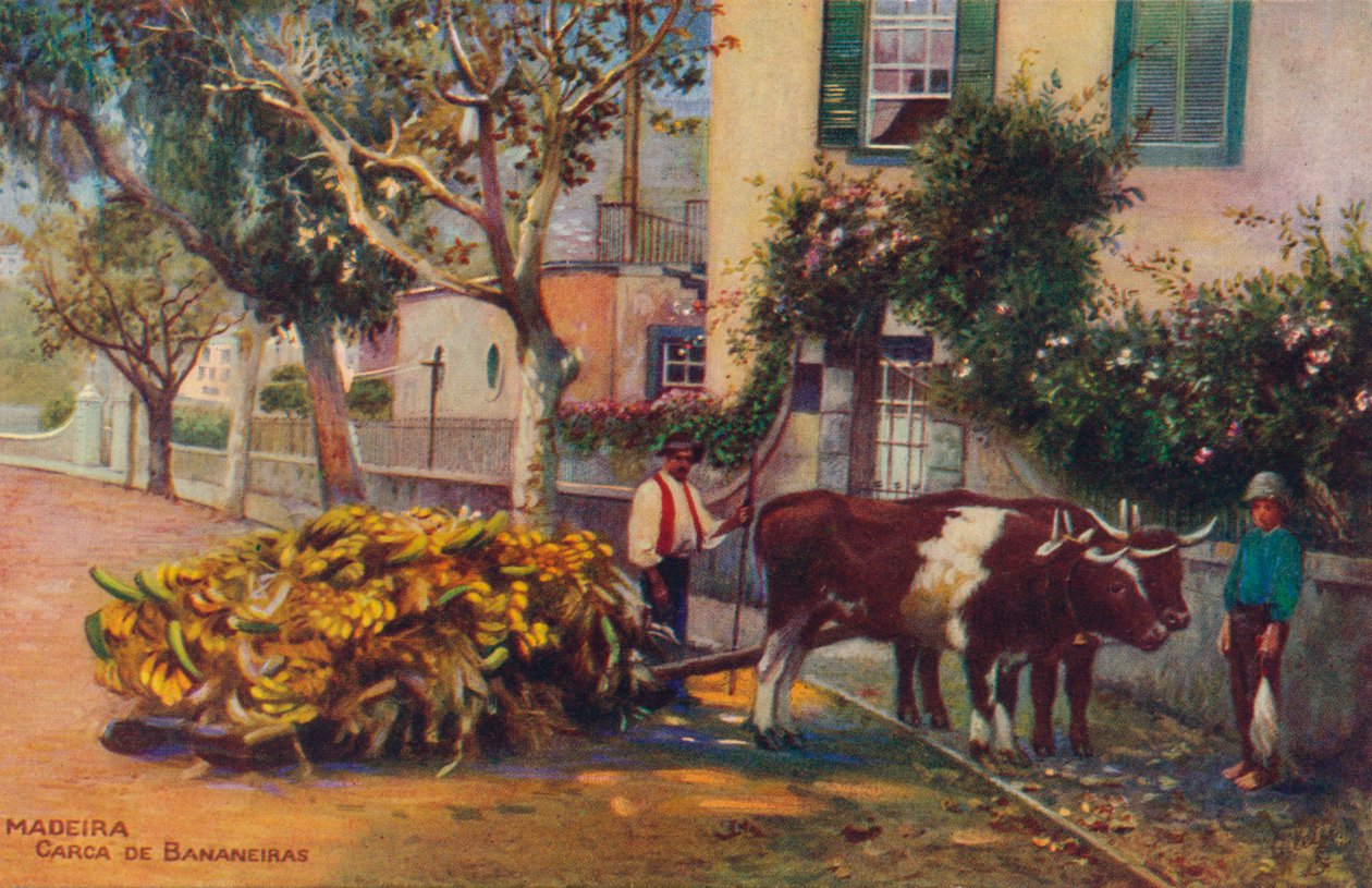 Tre - Banan Tree Carcass, c1940 av Unbekannt
