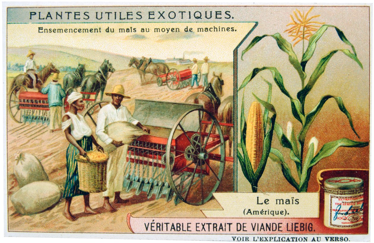 Mais, c1900 av Unbekannt
