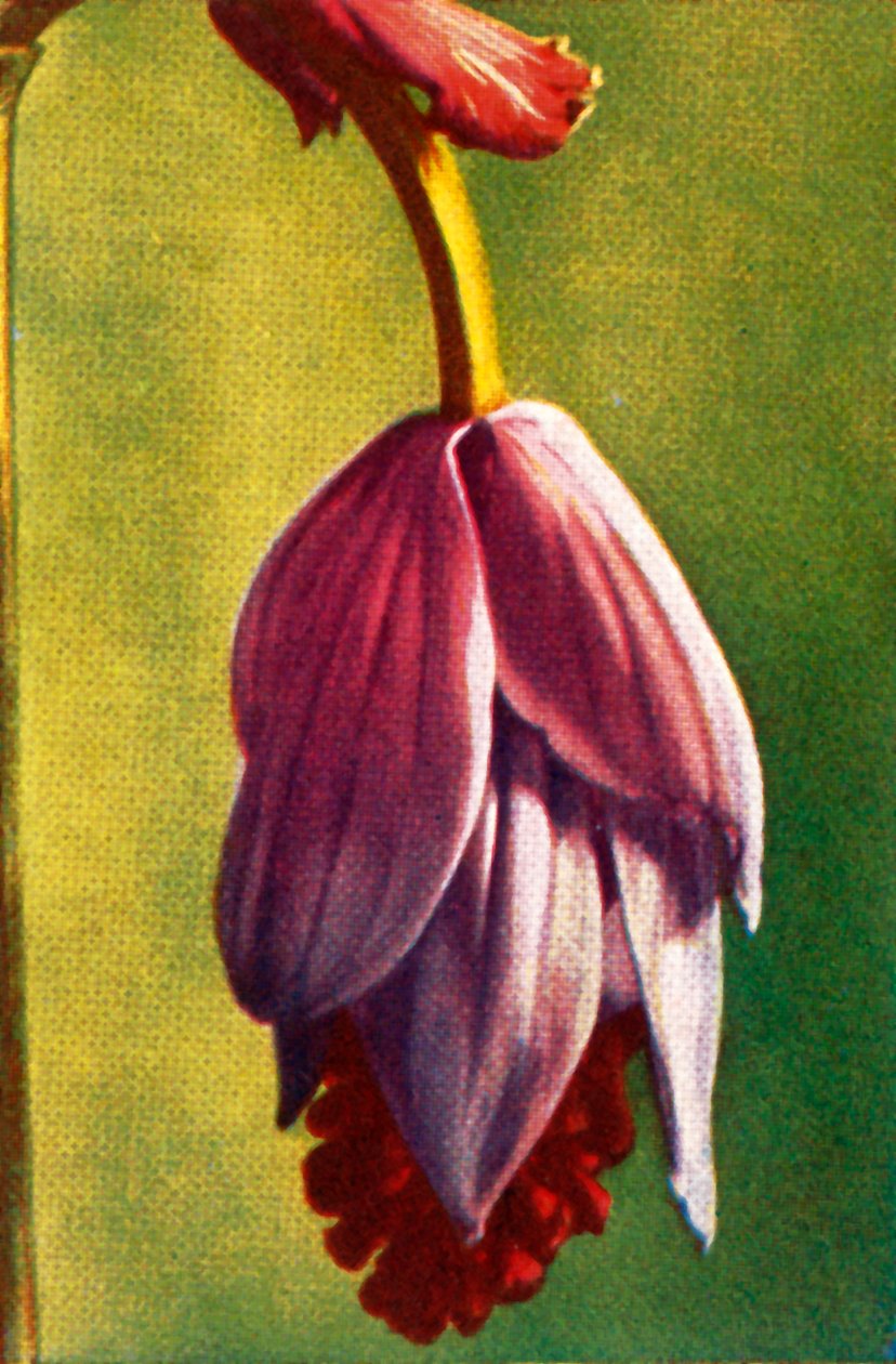 Medinilla, c1928. av Unbekannt
