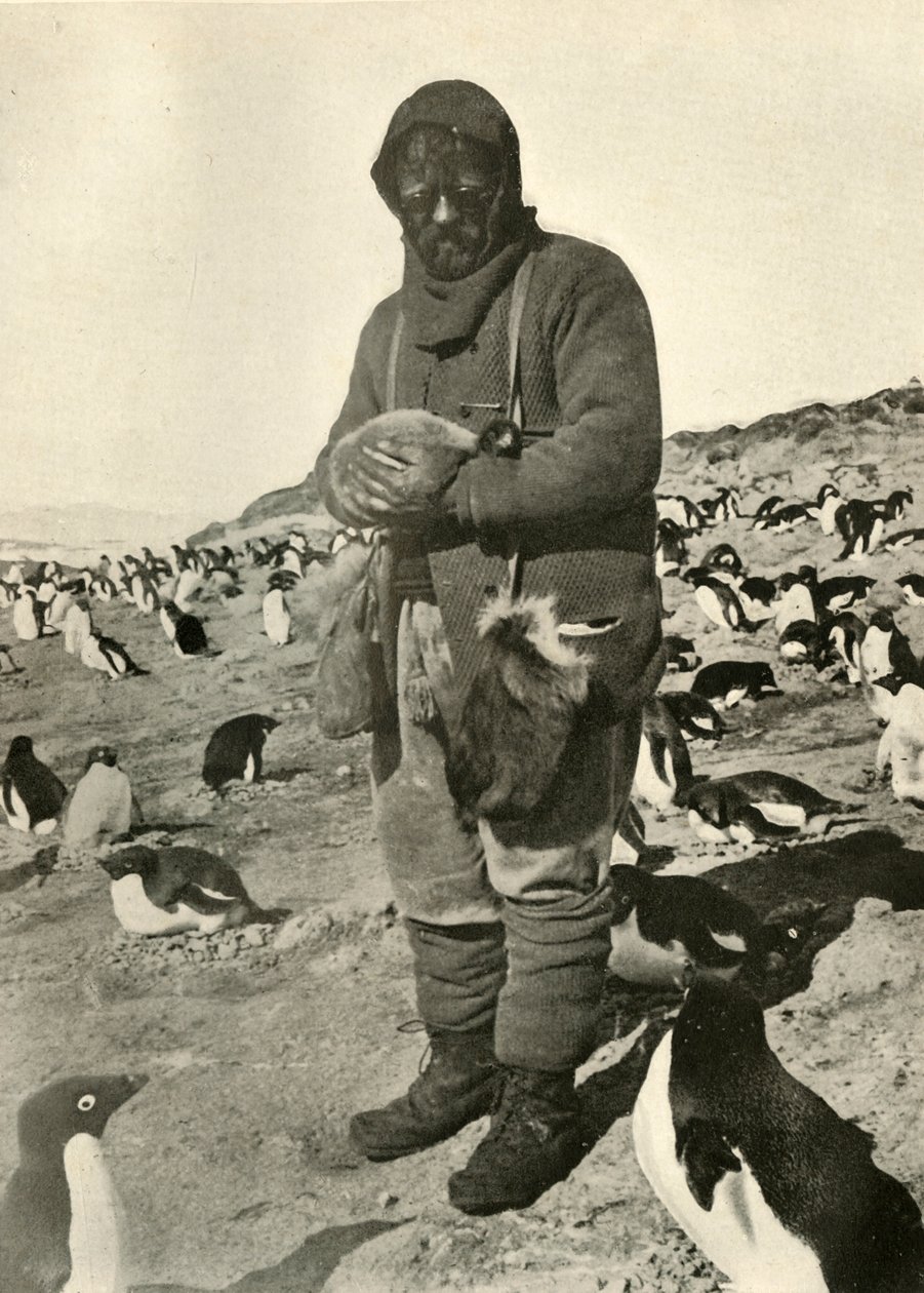 Murray Holding Young Penguins, c1908, 1909. av Unbekannt