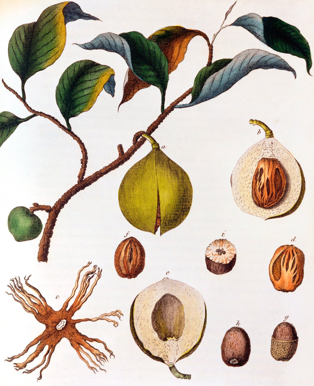 Myristica fragrans - muskatnøtt, c1798 av Unbekannt