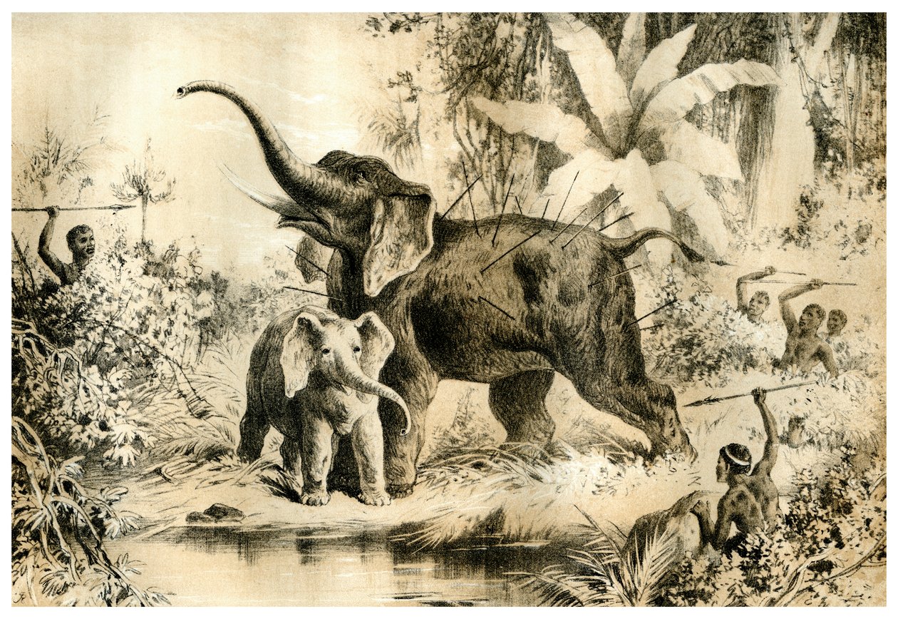 Natives Spearing an Elephant, 1883 av Unbekannt
