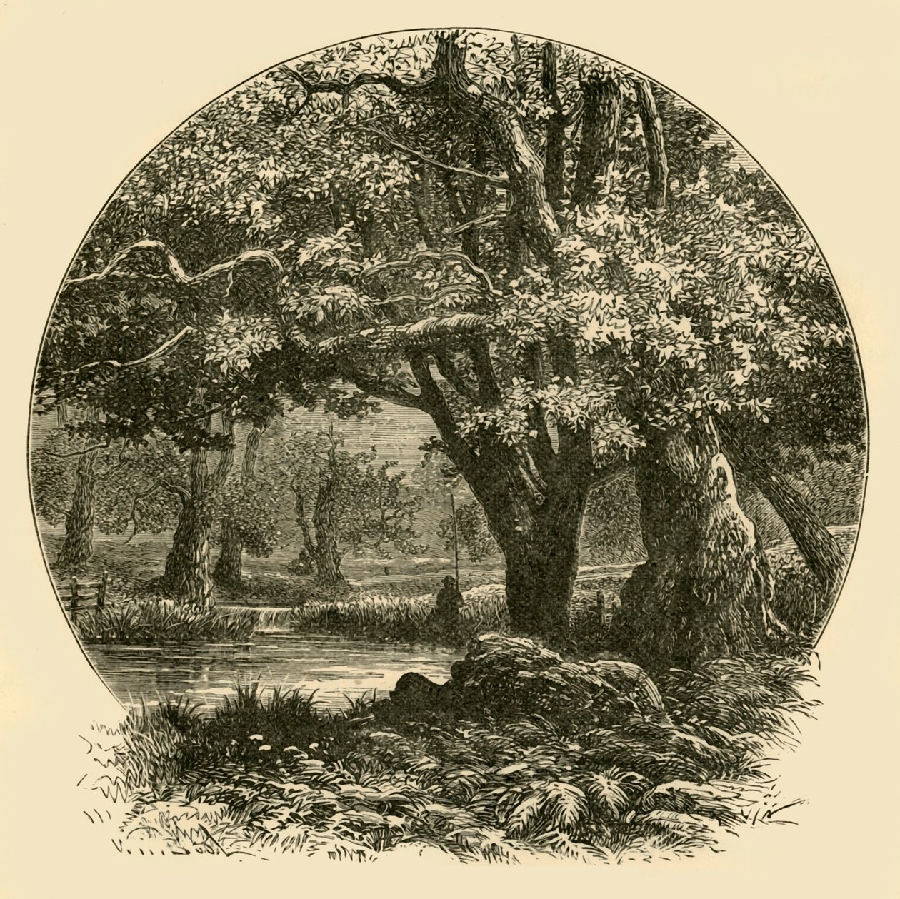 Oaks ved Bradgate, 1898. av Unbekannt