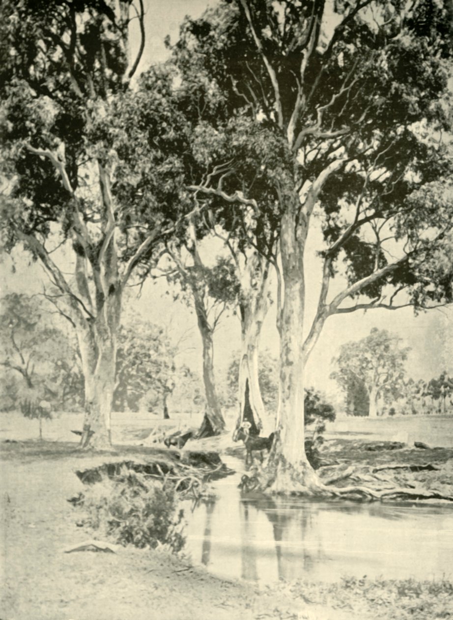 Old Gums, Mt. Crawford, Sør-Australia, 1901. av Unbekannt