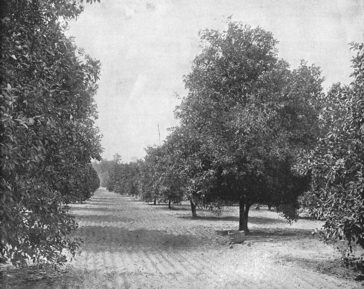 Orange Grove, Sevilla, Florida, USA, c1900. av Unbekannt