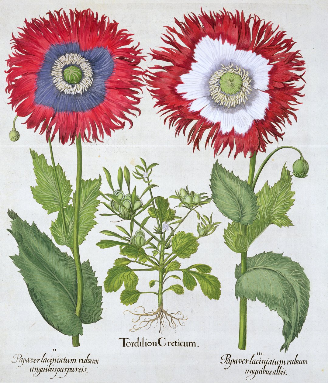 Ornamental valmuer, 1613 av Unbekannt