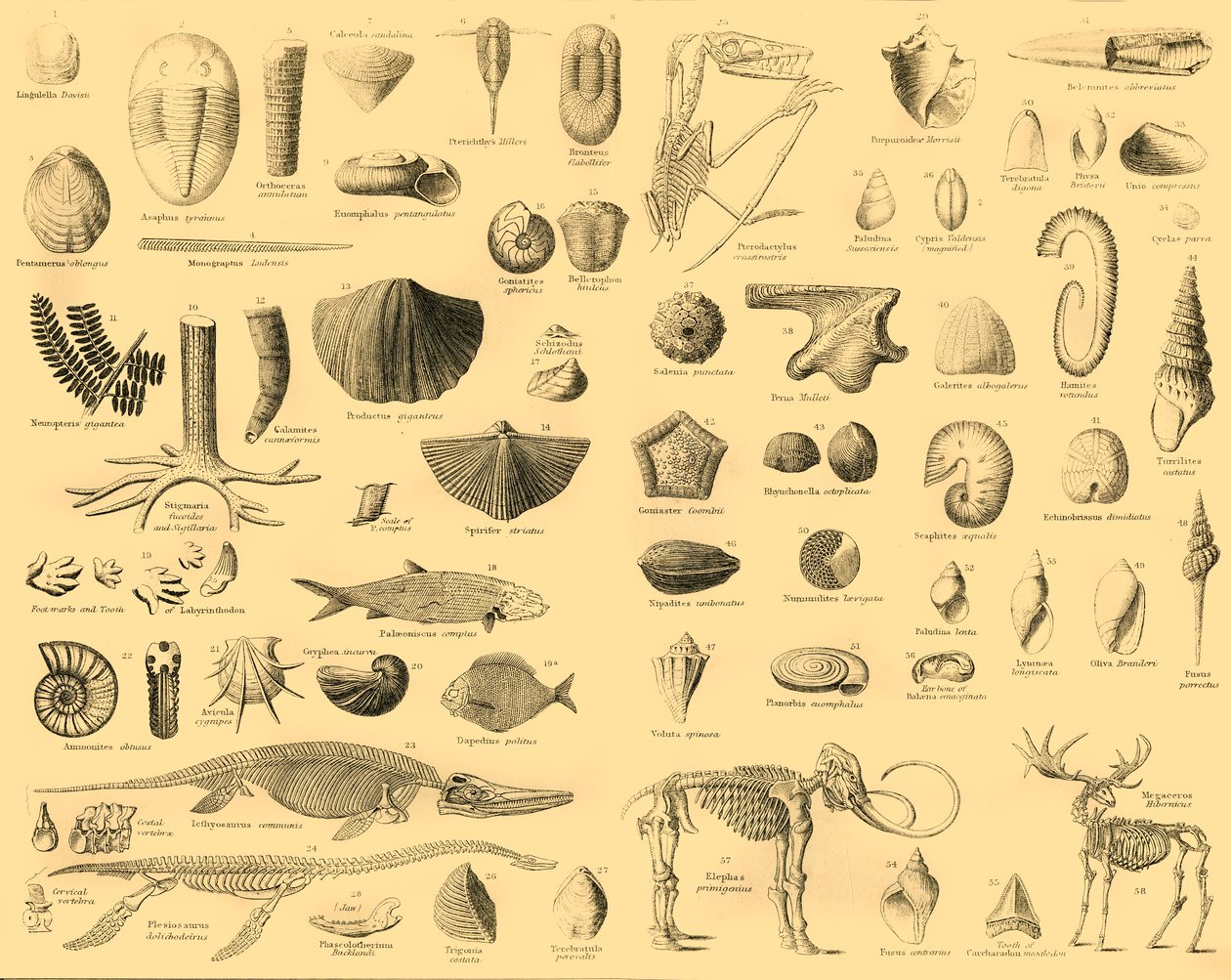 Paleontologi, c1910. av Unbekannt