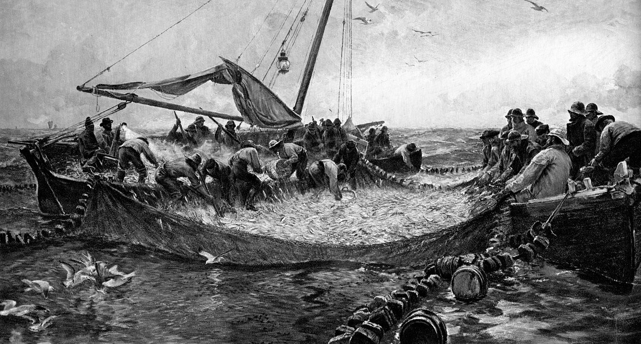 Pilchards, 1900 av Unbekannt