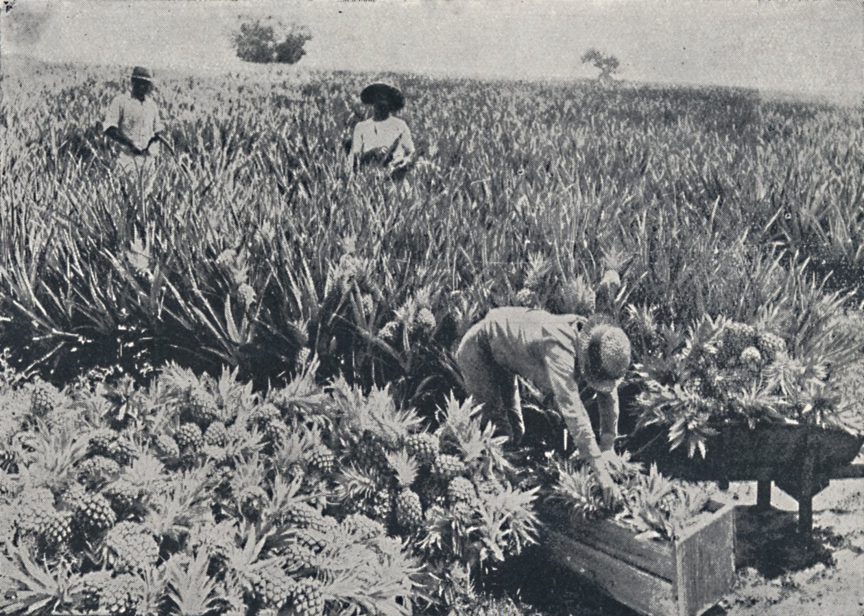Pine-Apple Field, Queensland, 1923. av Unbekannt