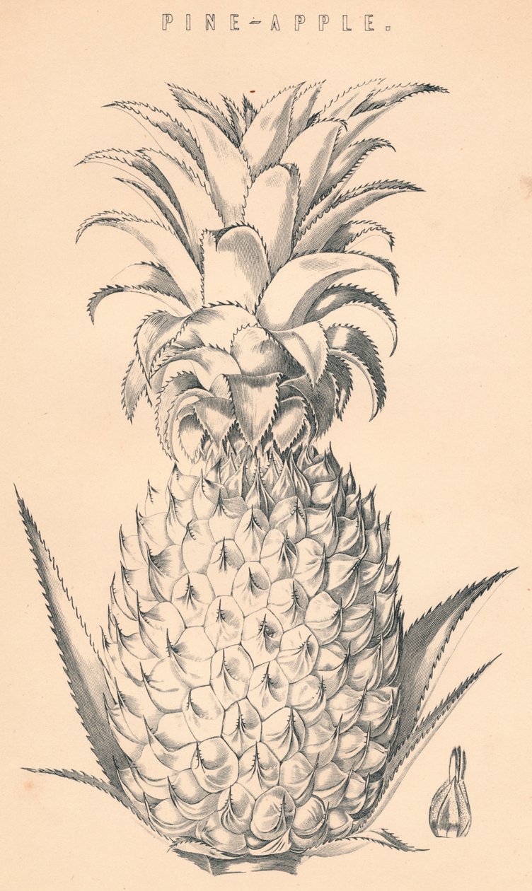 Pine-eple, c1800-tallet. av Unbekannt