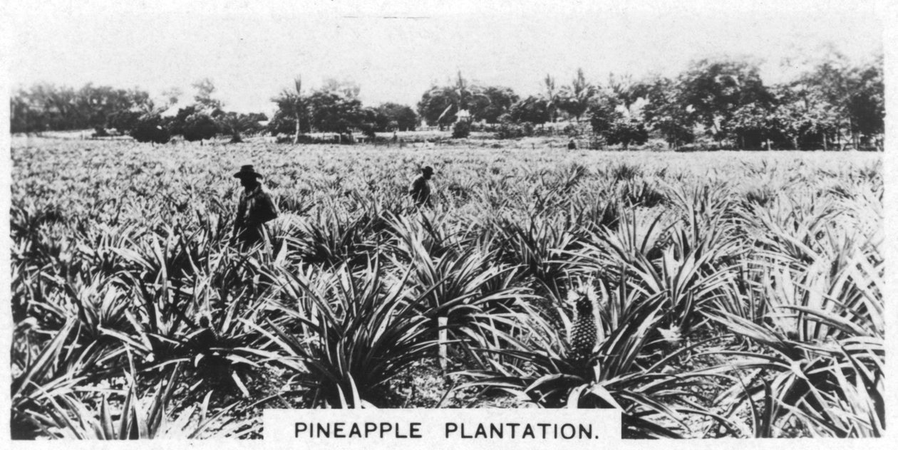 Ananasplantasje, Australia, 1928 av Unbekannt