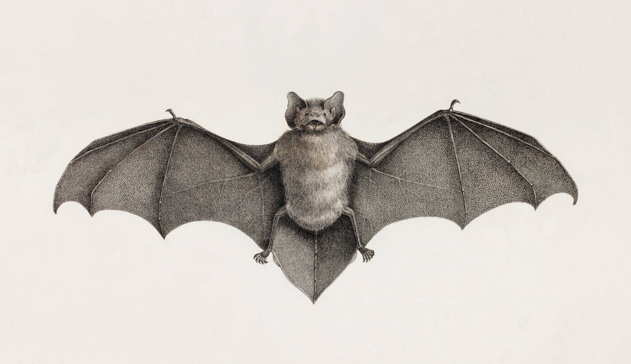 Pipistrelle flaggermus, flaggermus i Egypt av Unbekannt