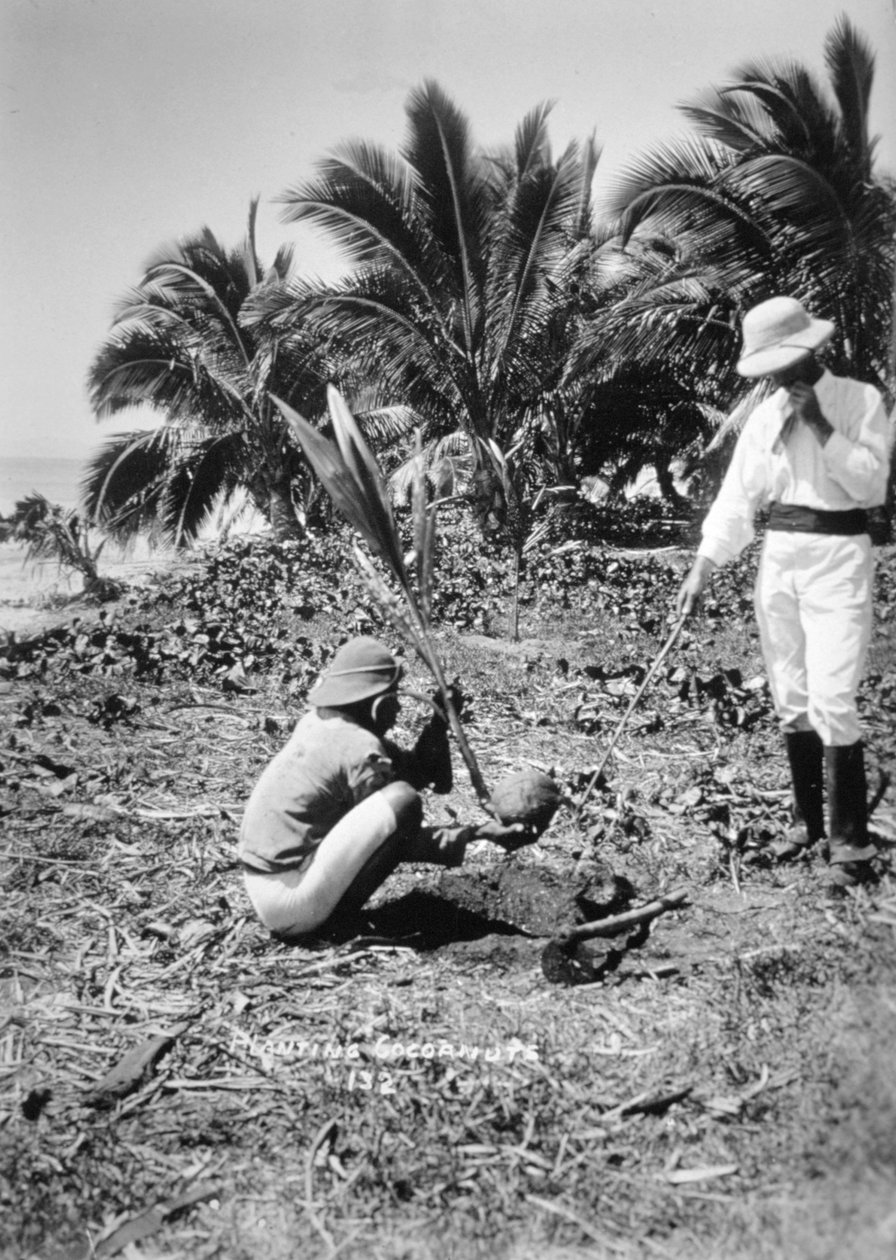 Planter kokosnøtter, Salomonøya, Fiji, 1905 av Unbekannt