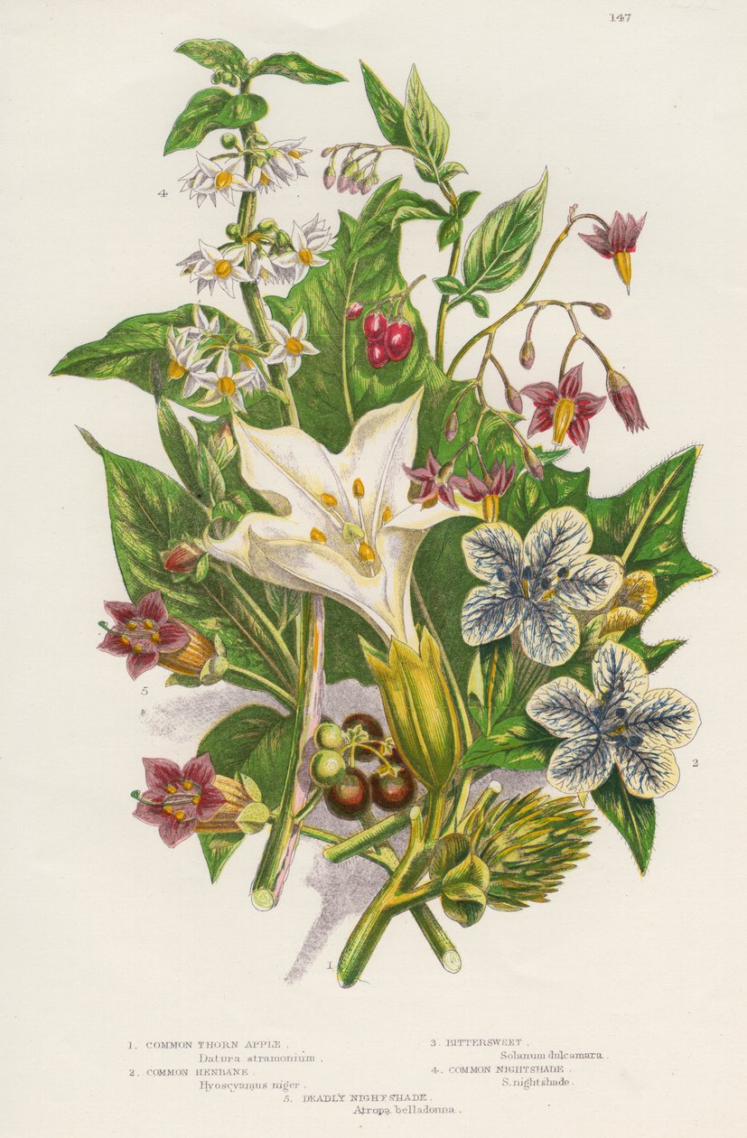 Giftige planter, c1885 av Unbekannt