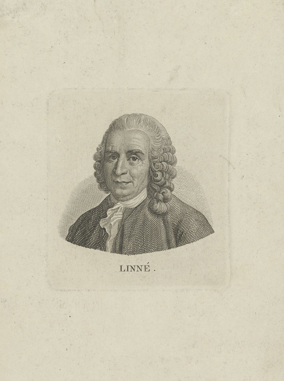 Portrett av Carl Linné 1707-1778, ca. 1780. av Unbekannt