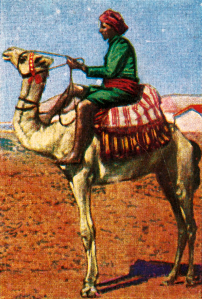 Post levert av camel, Arabia, c1928. av Unbekannt