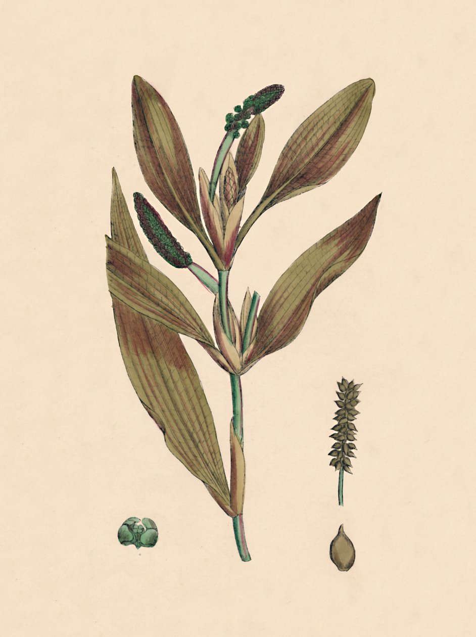 Potamogeton rufescens. Rødlig tjern, 1800-tallet av Unbekannt