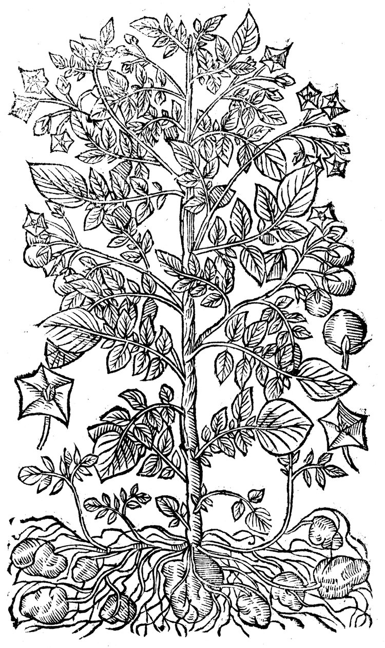 Potet, 1640 av Unbekannt