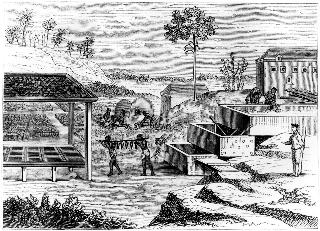 Forbereder indigo, Santo Domingo, 1873 av Unbekannt