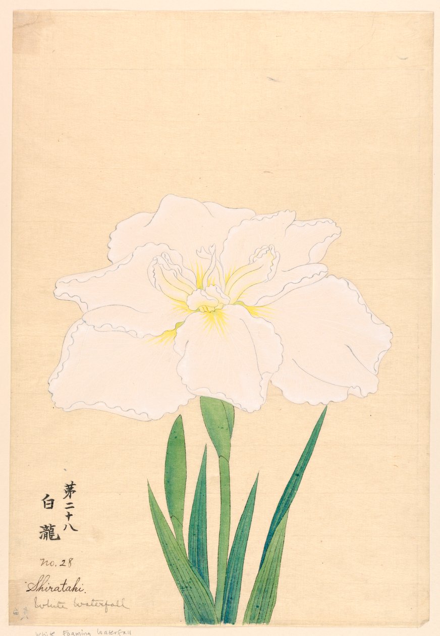 Trykk, White Waterfall (Shirataki), nr. 28 av Unbekannt