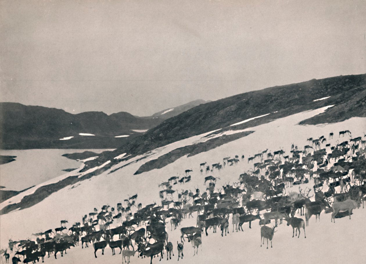 Reinsdyr på fjellet, 1914. av Unbekannt