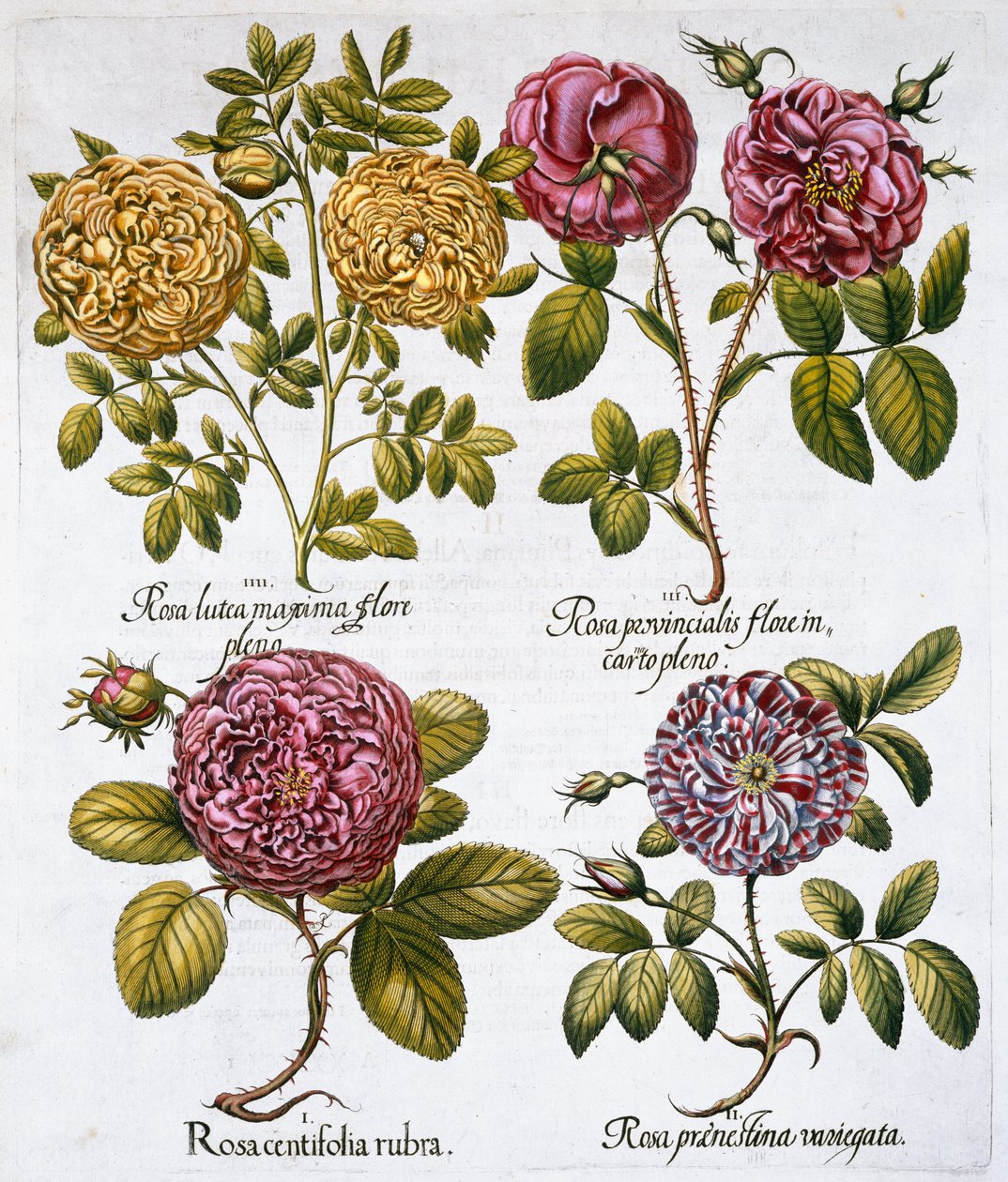 Roser, 1613 av Unbekannt