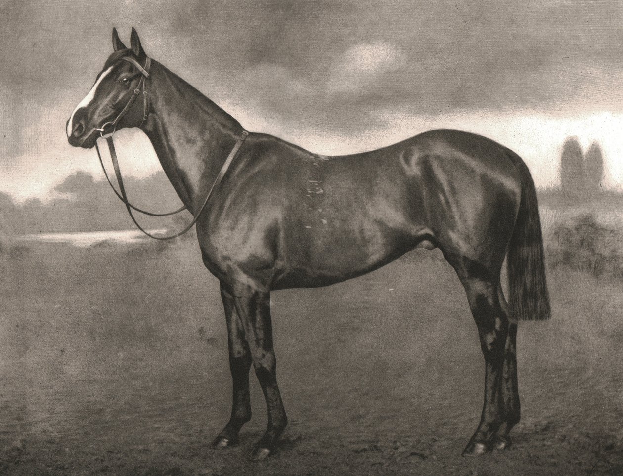 Ross, 1911. av Unbekannt