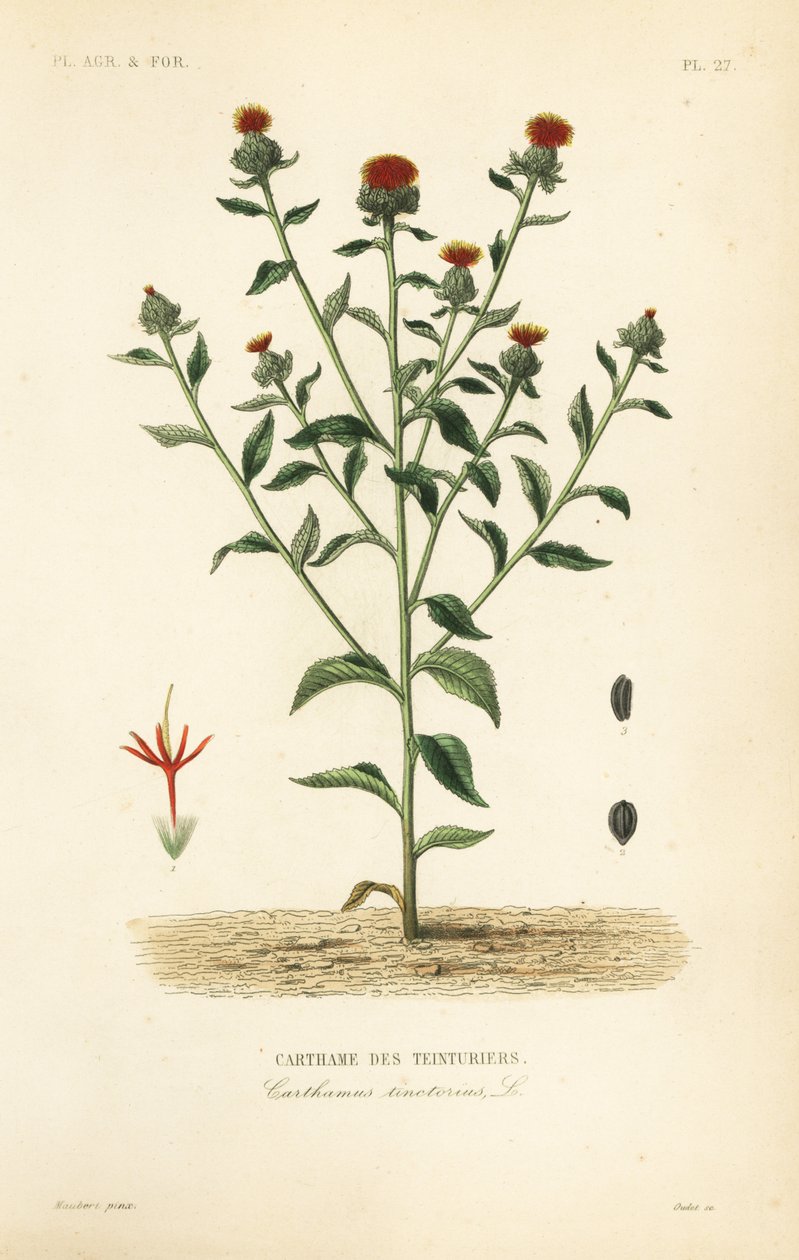 Safflor, Carthamus tinctorius, Carthame des teinturiers av Unbekannt