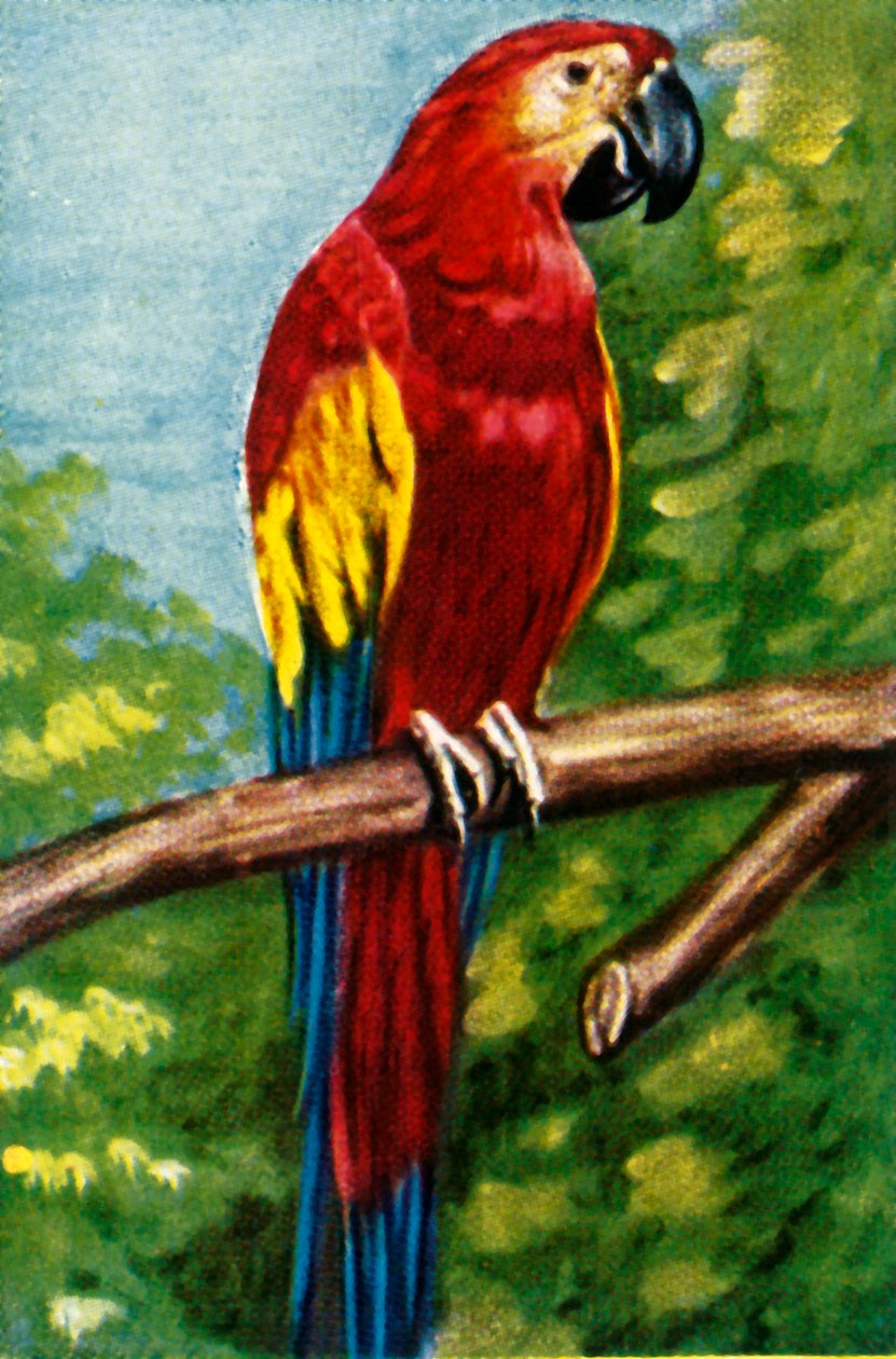 Scarlet ara, c1928. av Unbekannt