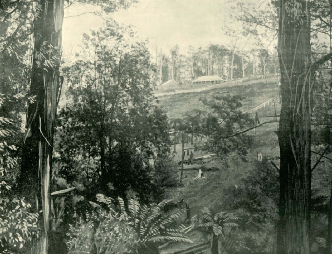 Scene ved Upper Gembrook, Victoria, 1901. av Unbekannt