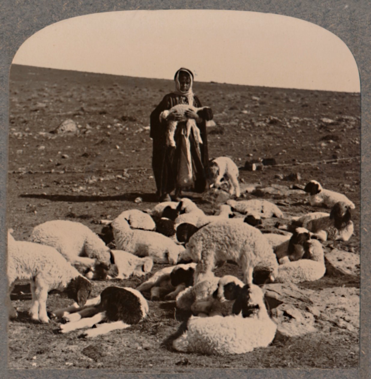 Hyrde og flokk, c1900 av Unbekannt
