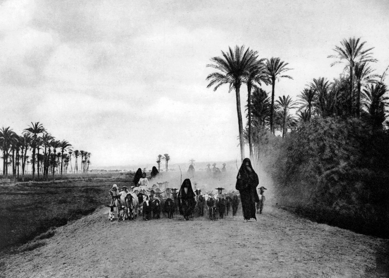 Gjeter sau nær Kairo, Egypt, ca 1920-tallet av Unbekannt