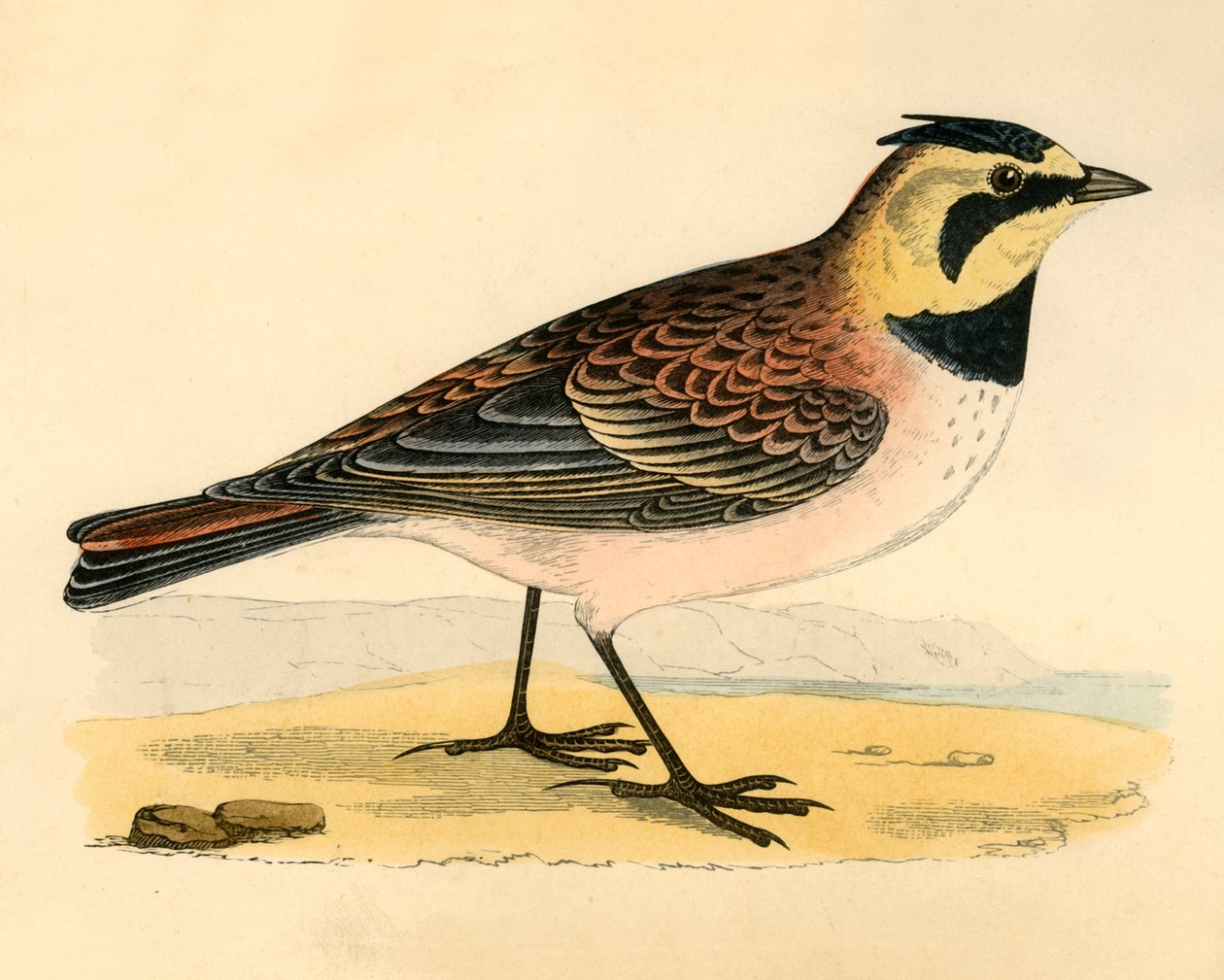Shore Lark, sent på 1800-tallet. av Unbekannt