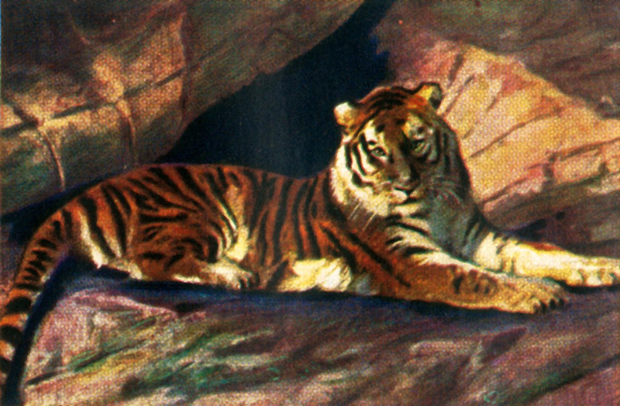 Sibirsk tiger, c1928. av Unbekannt