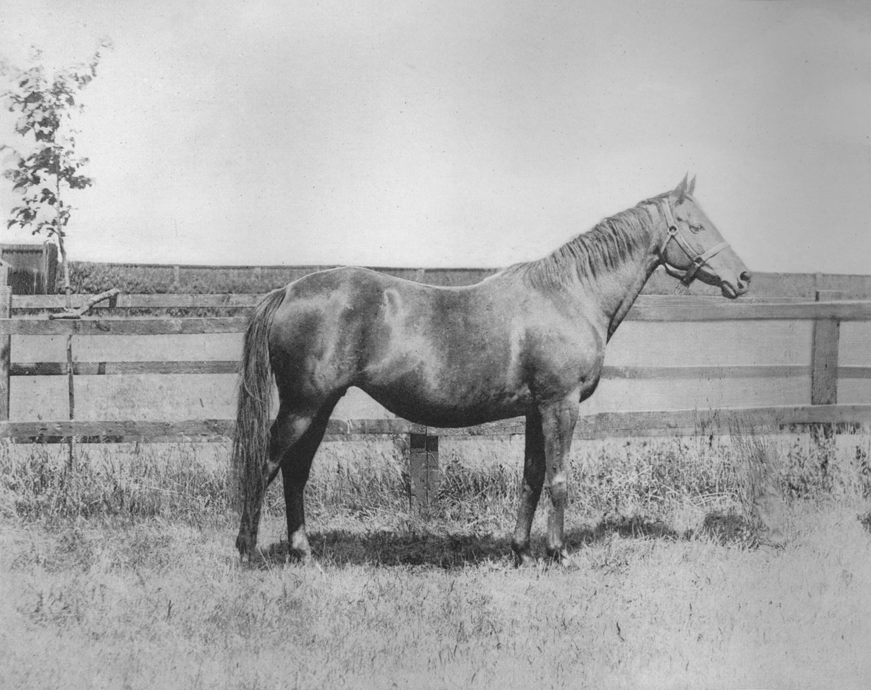 Frøken, 1911 av Unbekannt
