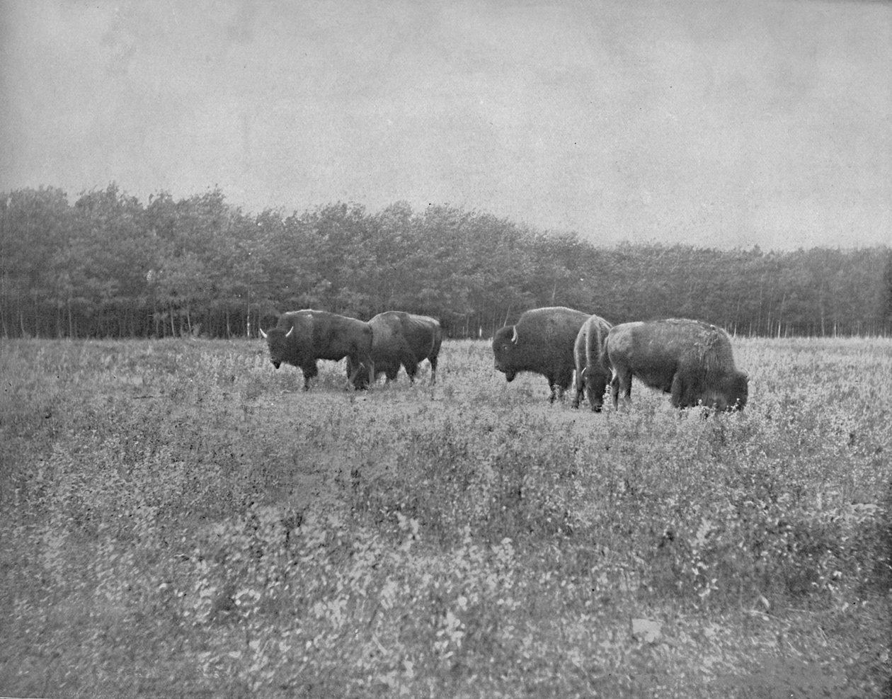 Silver Heights, Winnipeg, c1897. av Unbekannt