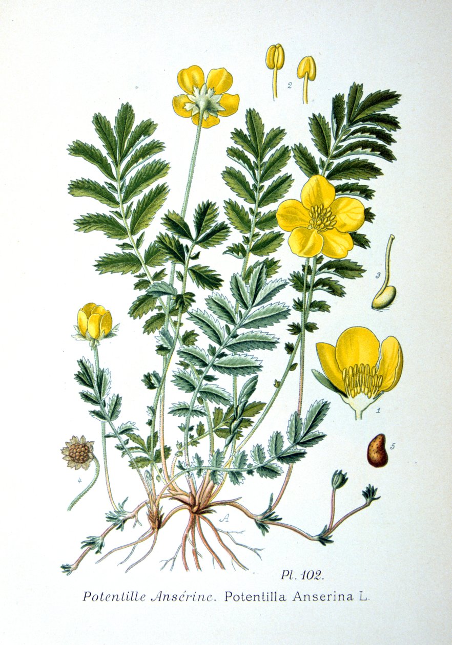 Silverweed, 1893 av Unbekannt