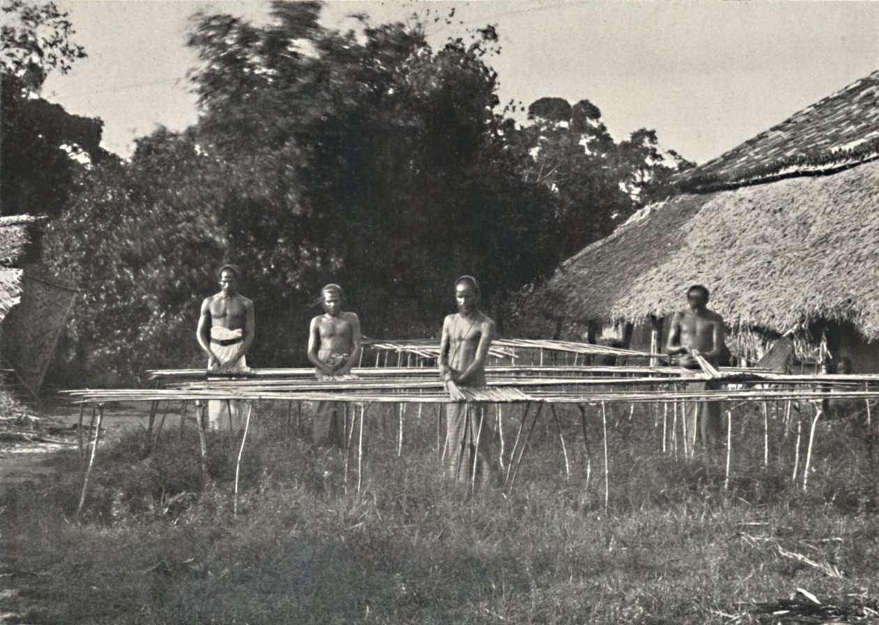 Singalesiske kanelarbeidere på jobb, 1926 av Unbekannt