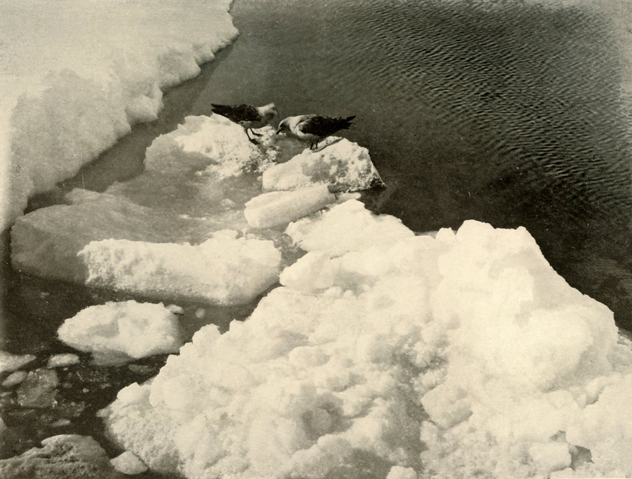 Skua gulls at the Ice-Edge, c1908, 1909. av Unbekannt