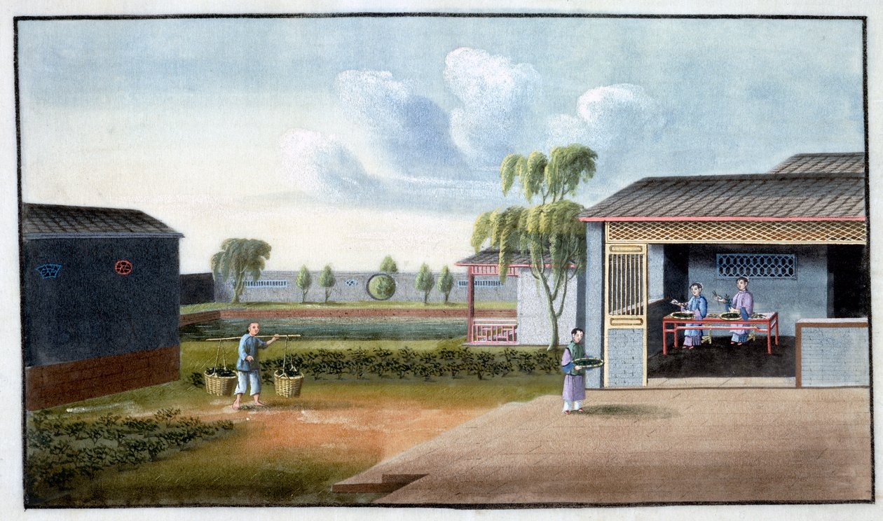Sortering av te, 1800-tallet av Unbekannt