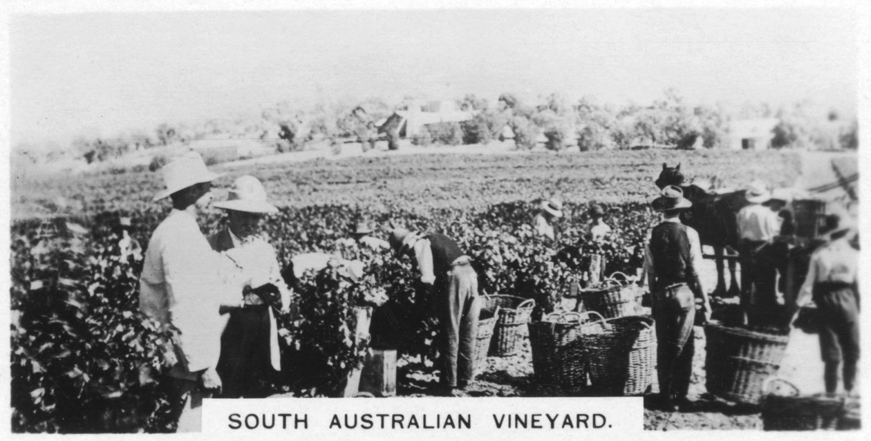 Sør-australsk vingård, 1928 av Unbekannt