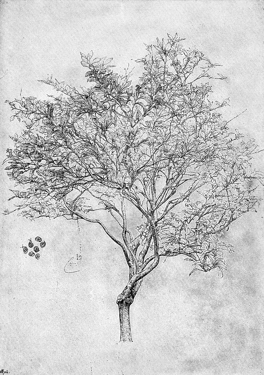 Studie av et sitrontre, 1899 av Unbekannt