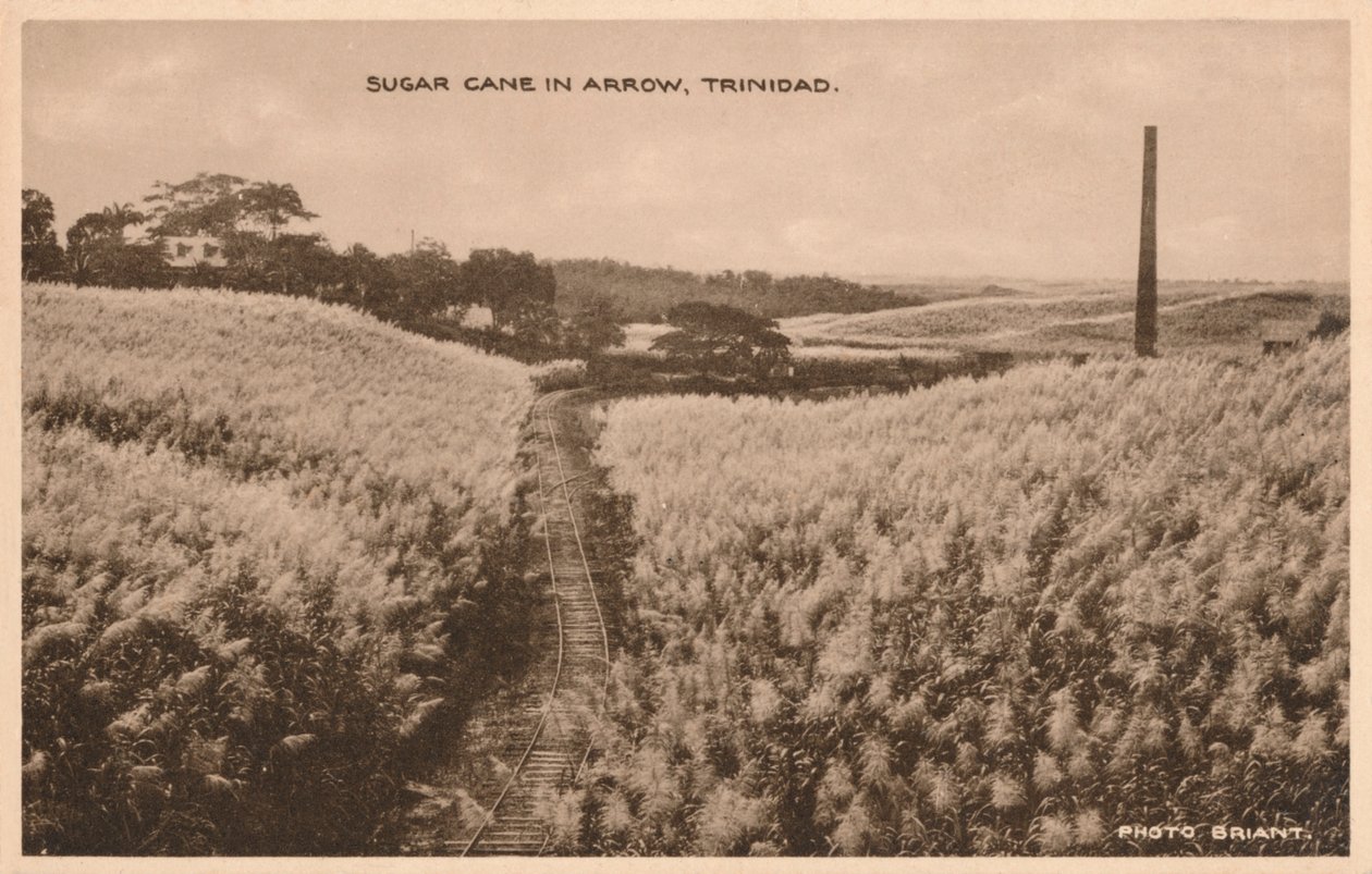 Sukkerrør i Arrow Trinidad, c1900 av Unbekannt