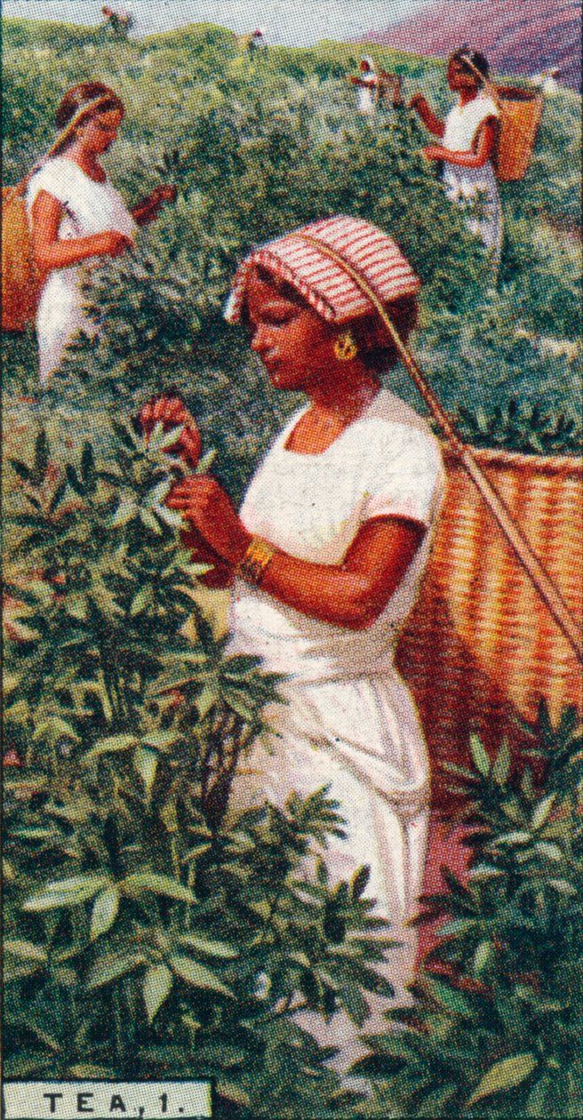 Tea, 1. - Plukking av bladene, Ceylon, 1928 av Unbekannt