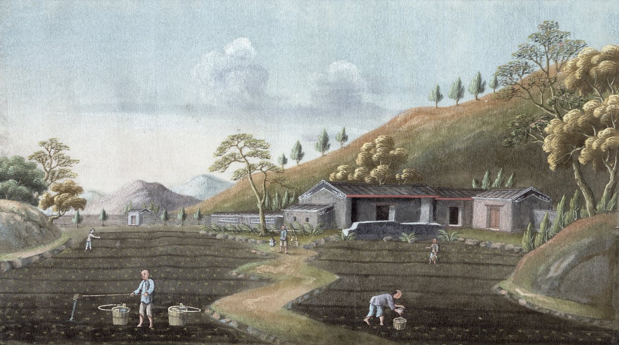 Teplanting, Kina, 1800-tallet av Unbekannt